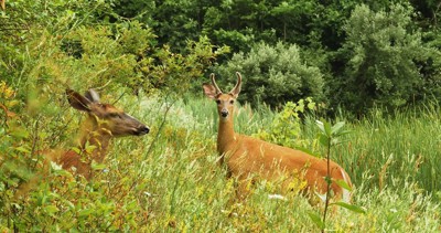 Deer Image